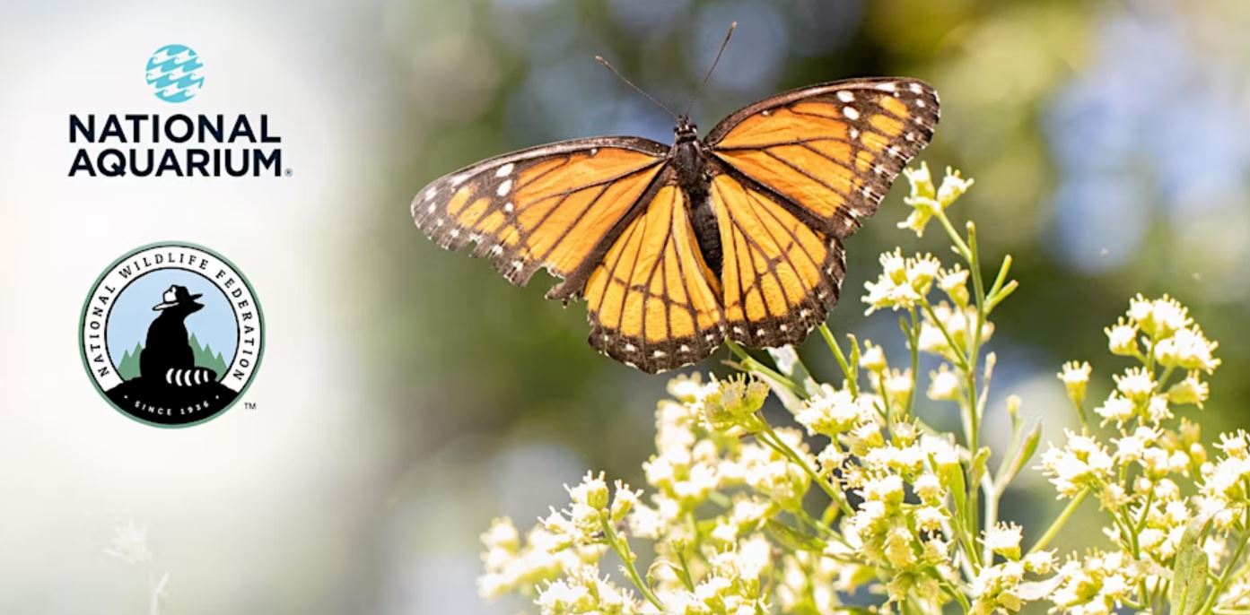 Oriole Garden Maintenance