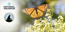 June Oriole Garden Maintenance